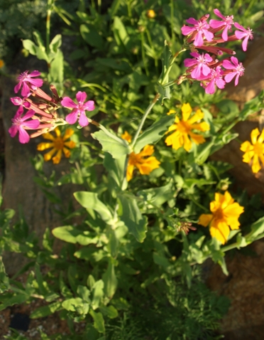 Silene armeria