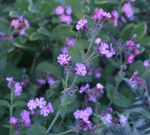 Silene dioica