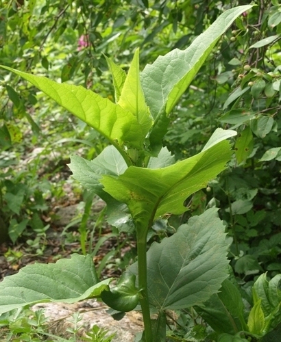 Silphium perfoliatum