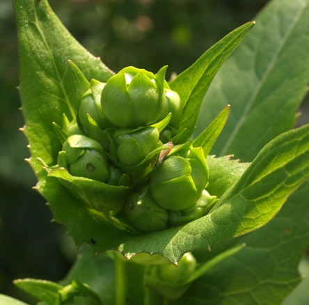 cup plant