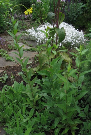 Sisymbrium luteum