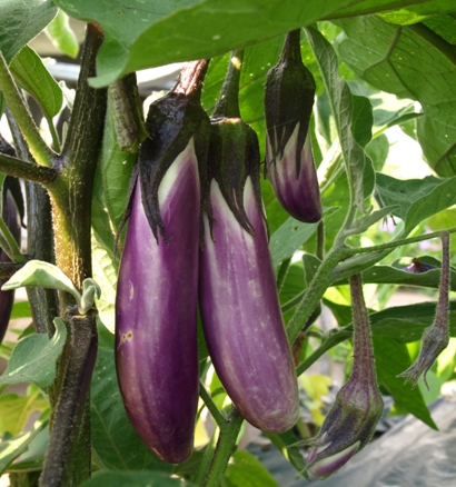 Solanum melongena 'Ping Tung Long'
