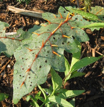 Solanum pyracanthon