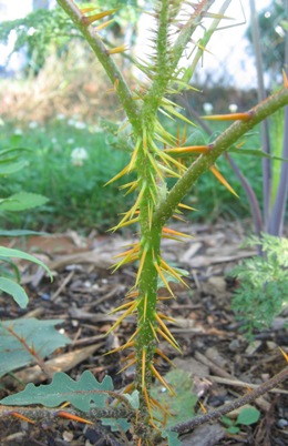 Solanum pyracanthon