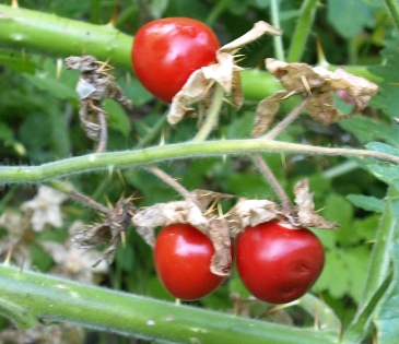 sticky nightshade; wild tomato; litchi tomato