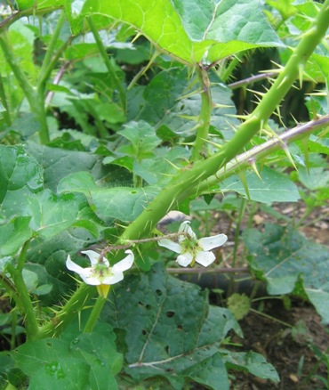 Solanum virginianum