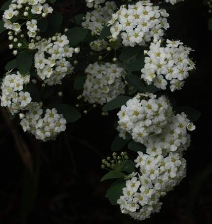 spirea