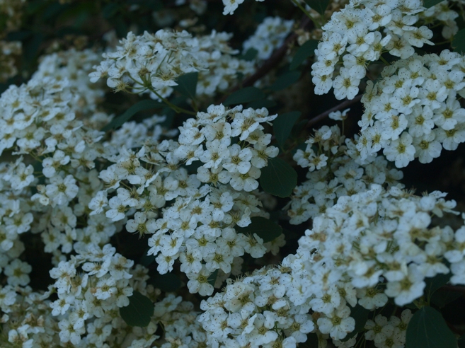 Spiraea x vanhouttei