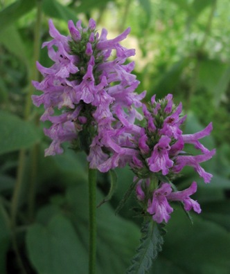 Stachys minor