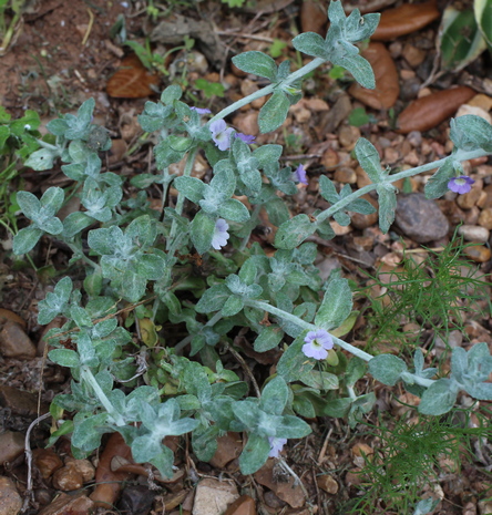Stemodia lanata