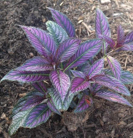 Strobilanthes dyerianus