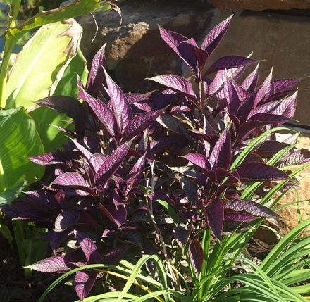 Persian shield