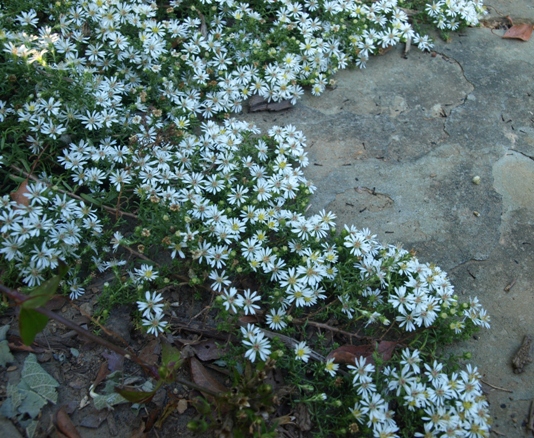 Symphyotrichum ericoides f. prostratum 'Snow Flurry'