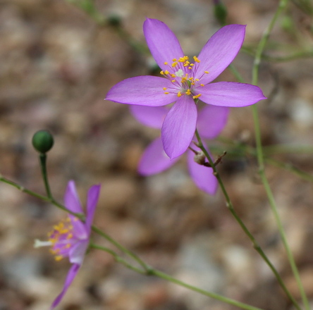 Phemeranthus calycinus