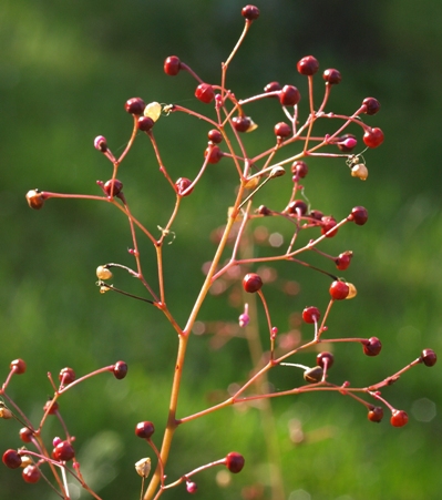 Talinum paniculatum