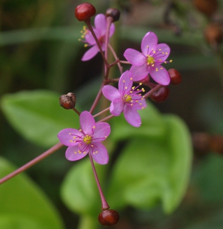 Talinum paniculatum