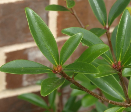 Ternstroemia gymnanthera