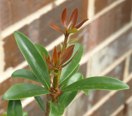 cleyera; Japanese ternstroemia