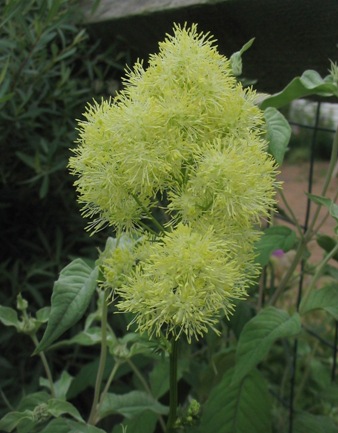 Thalictrum lucidum
