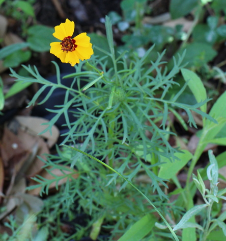 Thelesperma filifolium