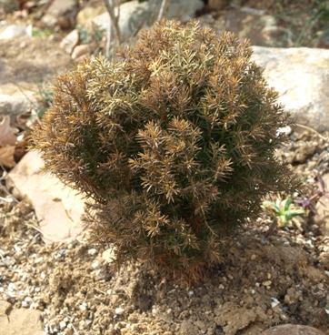 Thuja occidentalis 'Teddy'