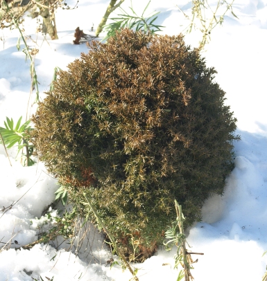 dwarf American arborvitae