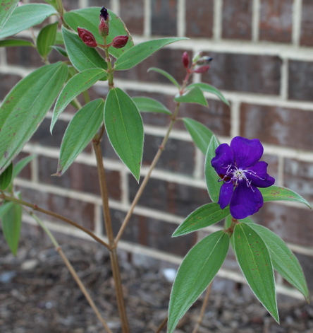 Tibouchina urvilleana