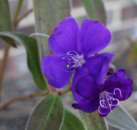 princess flower