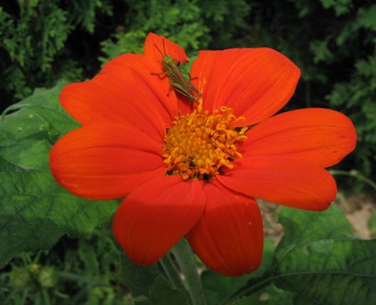 Tithonia rotundifolia