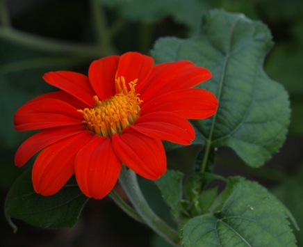 Mexican sunflower