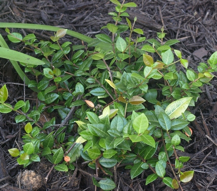 Trachelospermum jasminoides