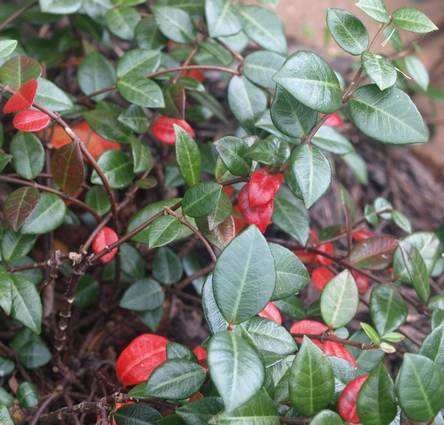 star jasmine; confederate jasmin