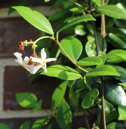 Trachelospermum jasminoides