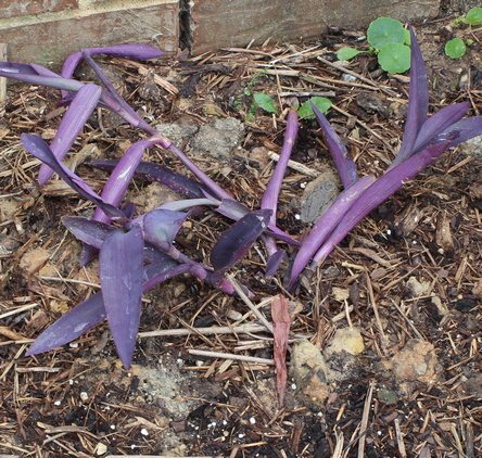 wandering jew; purple heart