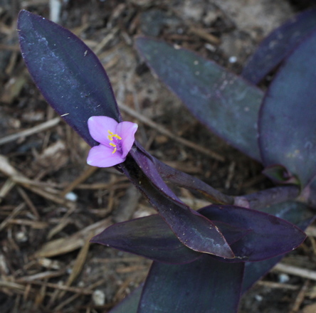 Tradescantia pallida