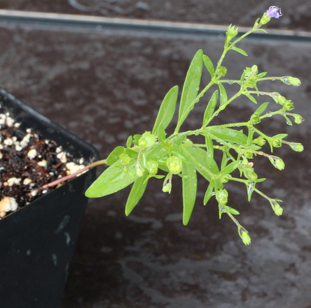 Trichostema dichotomum