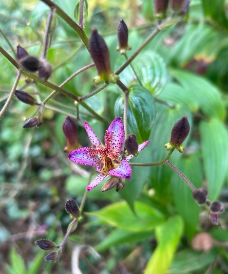 Tricyrtis 'Tojen'