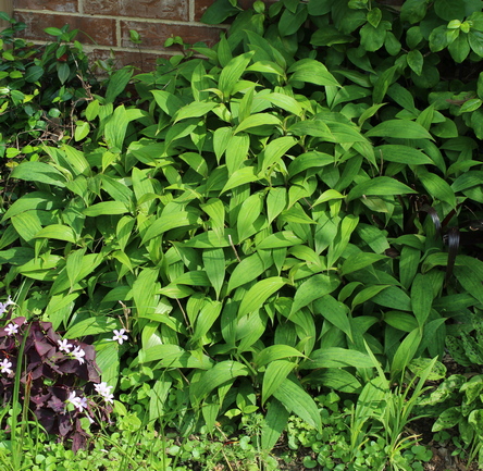Tricyrtis 'Tojen'
