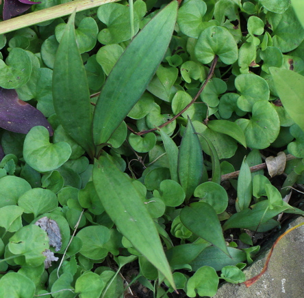 toad lily