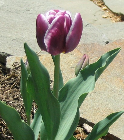 Tulipa hybrids