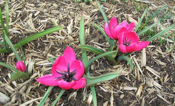 Tulipa humilis 'Violacea black base'