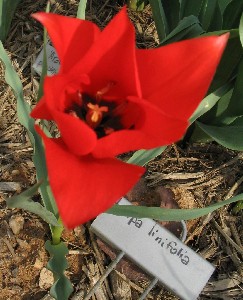narrow-leaf tulip