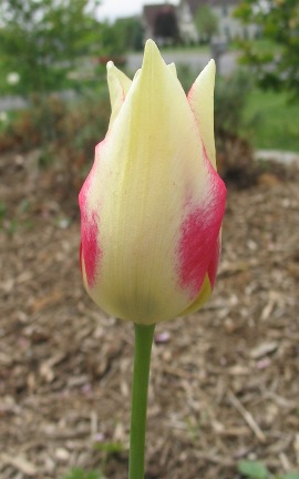 slim-leaf tulip