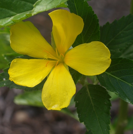 yellow buttercup; yellow alder; sage rose