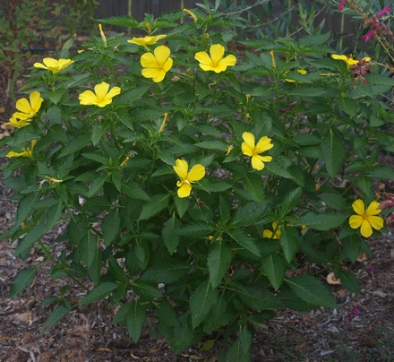 Turnera ulmifolia