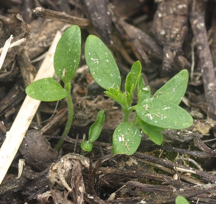 Turnera ulmifolia