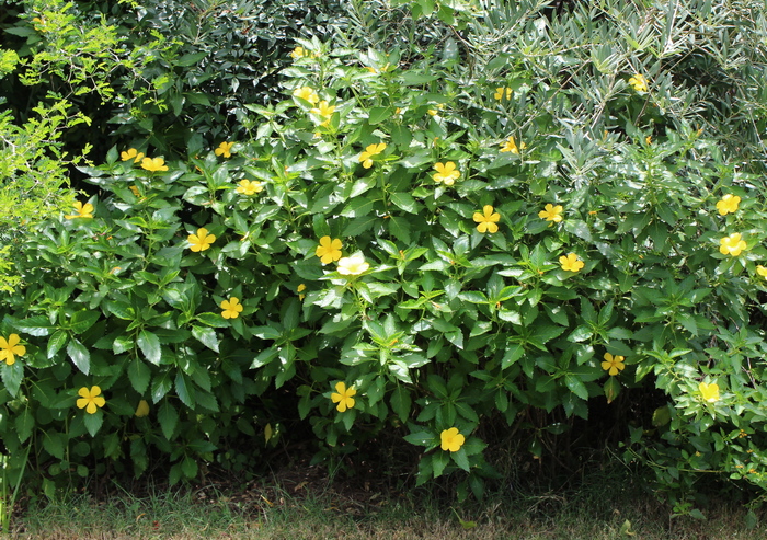 Turnera ulmifolia