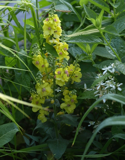 Verbascum dumulosum