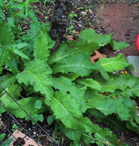 Verbascum pyramidatum