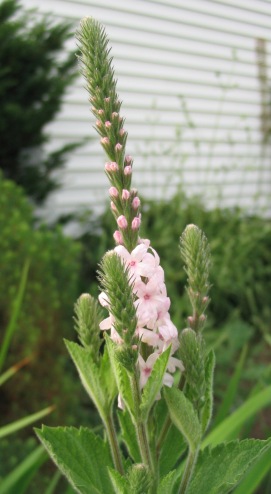 woolly vervain